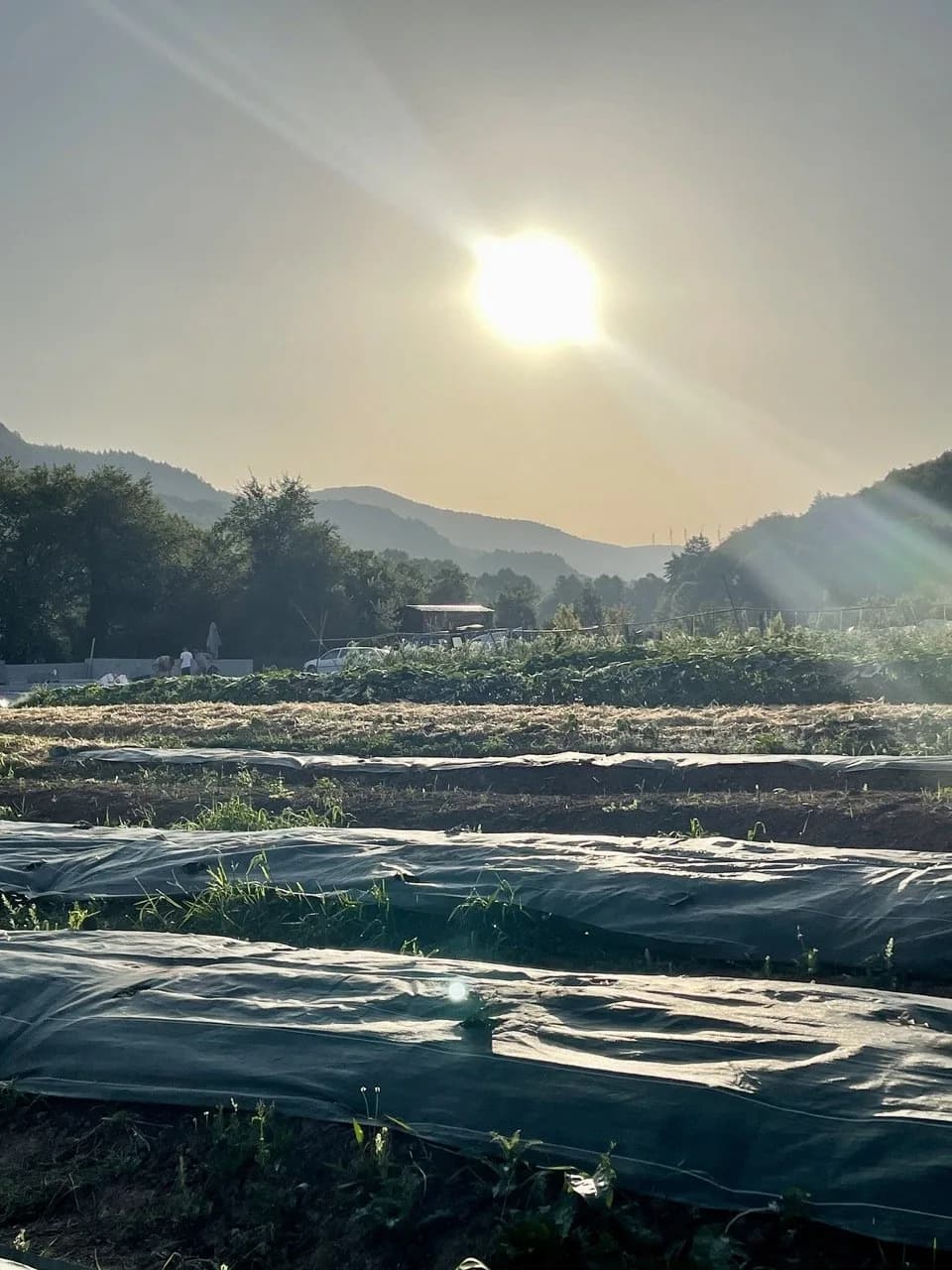 Lever de soleil sur le potager
